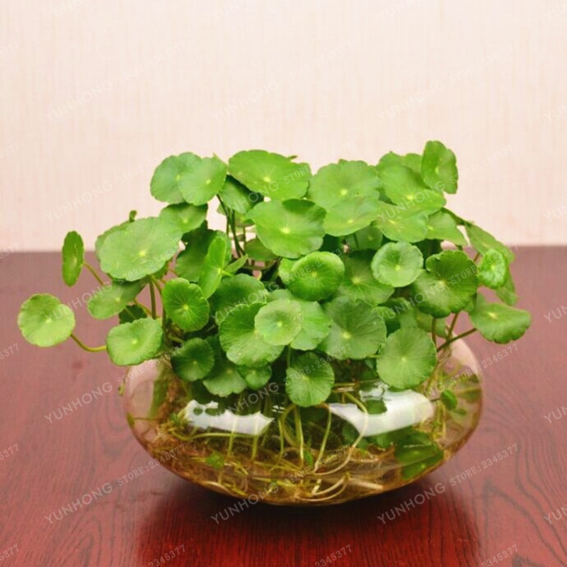 Pcs Hydroponics Flower Aquarium Plants Seeds Penny Grass Best