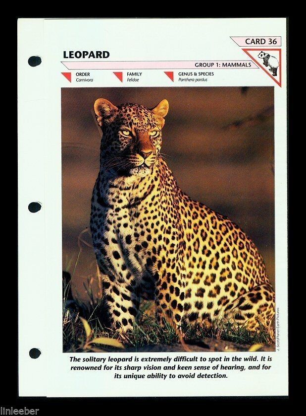 Wildlife Fact File Group 1 Mammals 11 Cards And 32 Similar Items