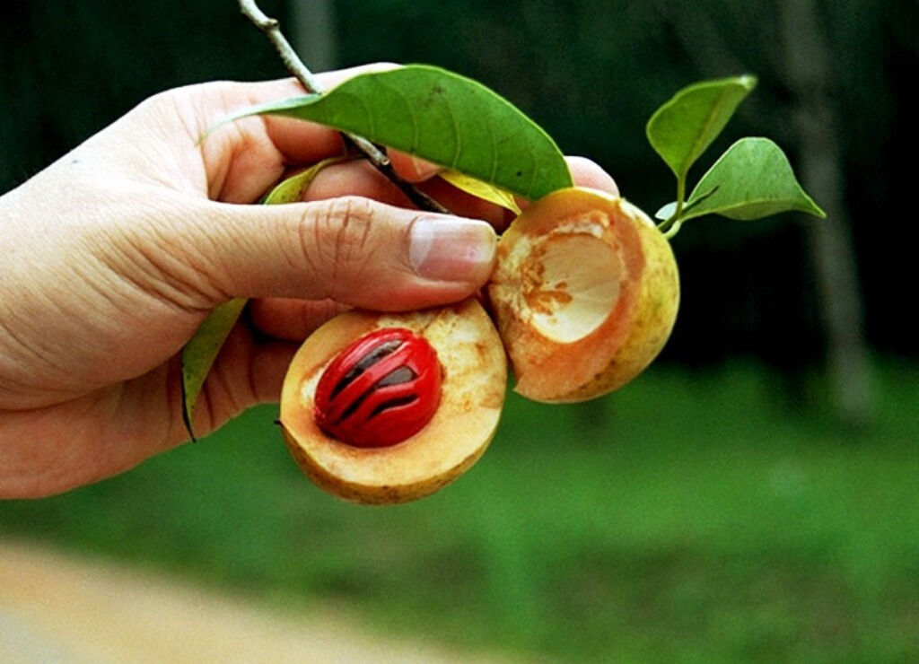 Nutmeg Tree Seed Myristica Fragrans Pala Mace Fruit Nut Pumpkin Pie