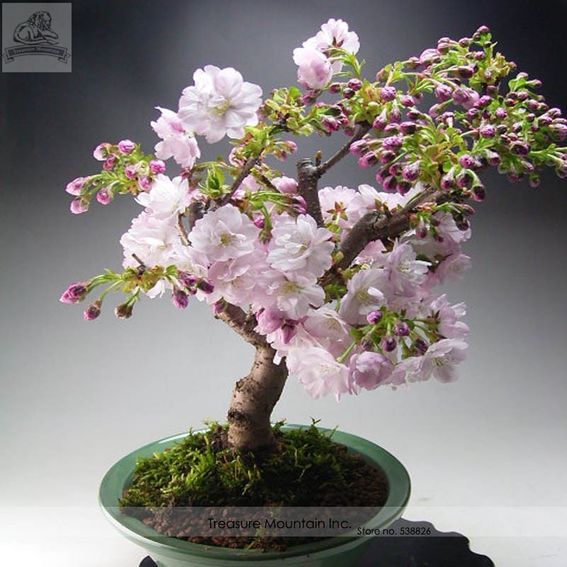 Seeds Oriental Cherry Sakura Bonsai Cherry Blossom Flower Bonsai