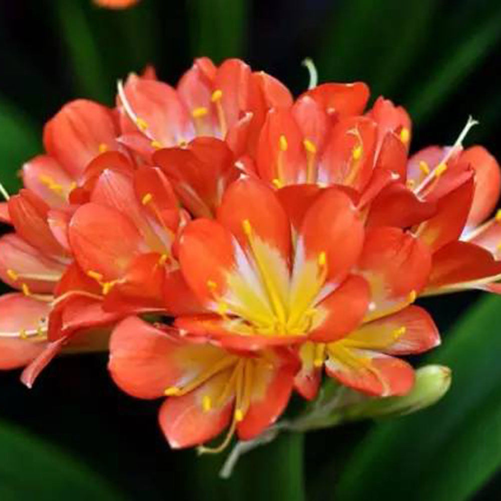 Pc African Kaffir Lily Clivia Miniata Seeds Garden Yard Flower Plant