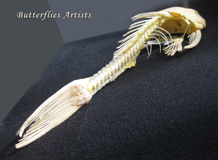 Real Catfish Skeleton Suckermouth Hypostomus Plecostomus Taxidermy