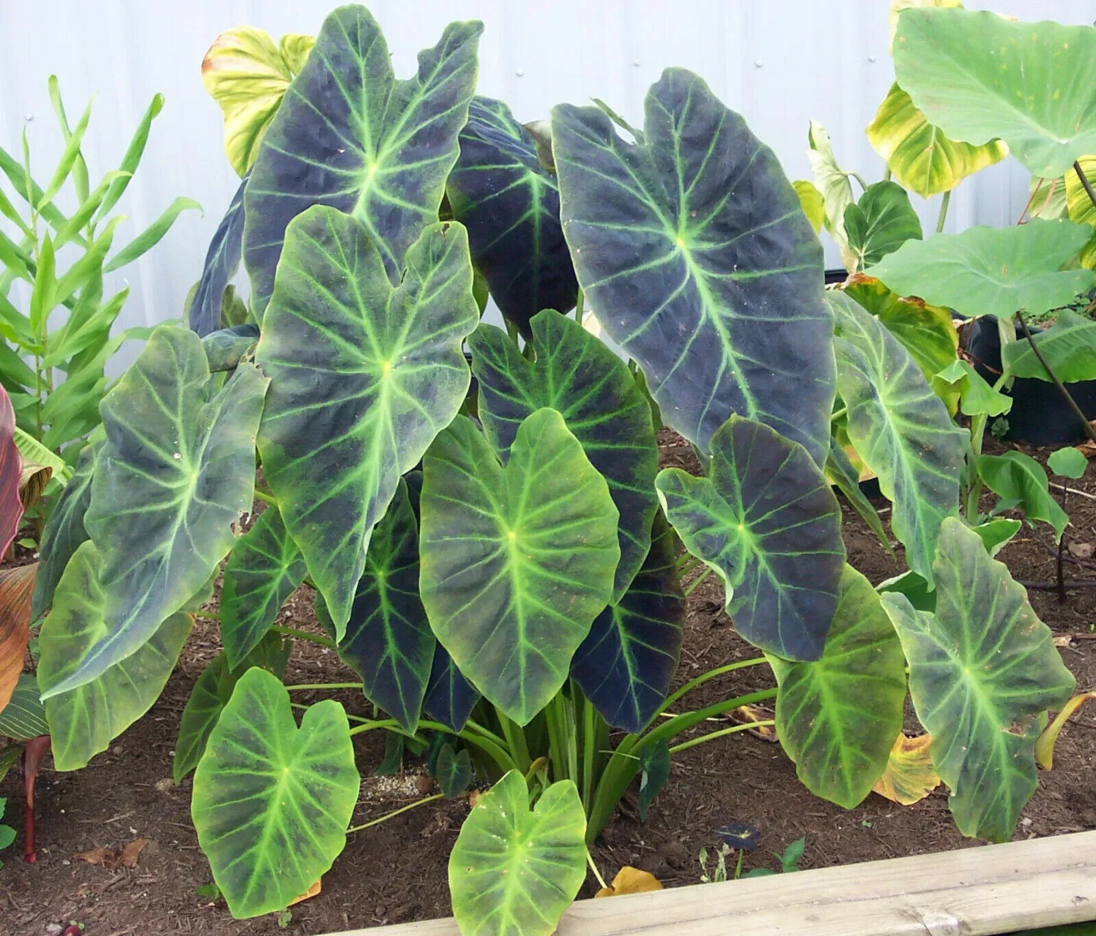 Starter Plant Illustris Elephant Ear Colocasia Esculenta Plants