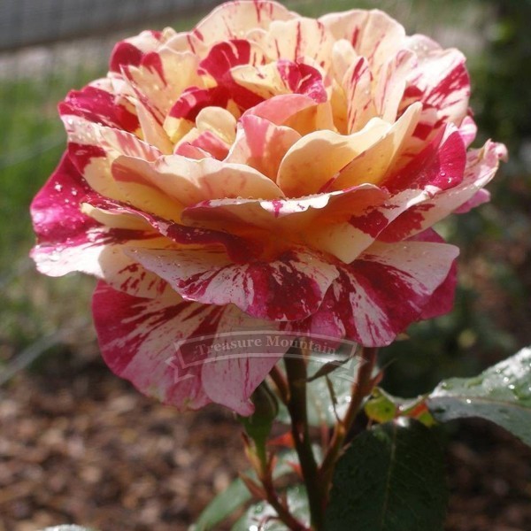 GEORGE BURNS ROSE FLOWERS ROSE BUSH FLORIBUNDA Decorative Garden