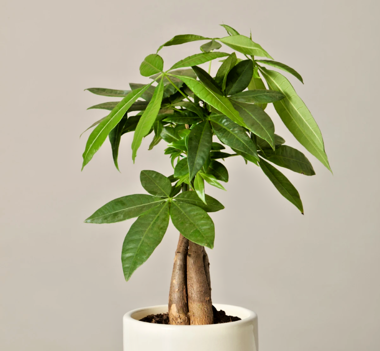 Guiana Chestnut Pachira Aquatica Indoor Bonsai Caudiciform Caudex Plant