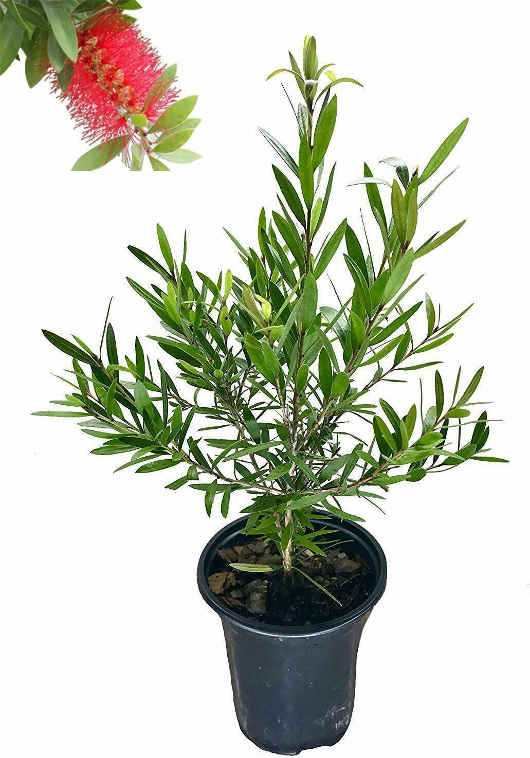 Bottlebrush Tree Quart Size Container Callistemon Citrinus Red