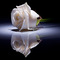 Suzabella.'s profile picture