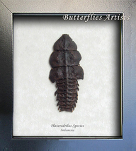Real Beetle Duliticola Platerodrilus Species Entomology Collectible Shadowbox - $49.99