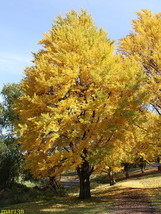 Ginkgo biloba maidenhair tree image 1