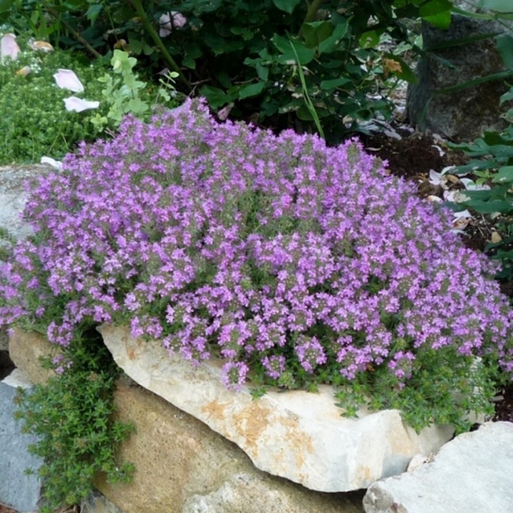 thyme ground cover on hill