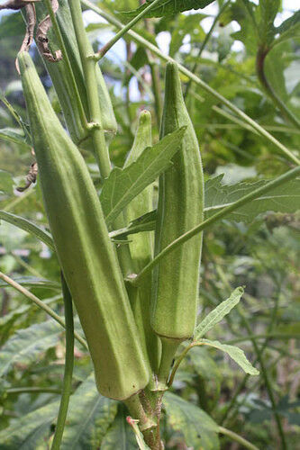 Rare Giant Philippine Okra Jumbo Okra 10 fresh seeds - Fruit Seeds