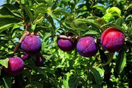 Methley Plum Tree in 5 Gal. Pot -  Sweet, Medium to Large Size Fruit - Grafted image 1