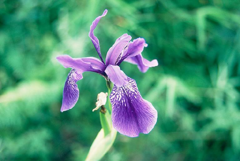 50 Chinese Small Iris Flower Seeds Roses