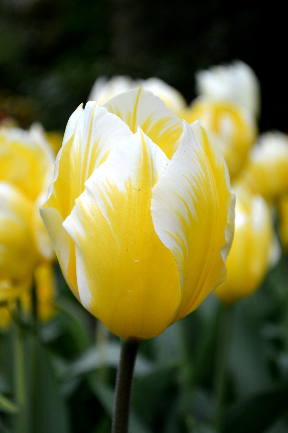 5 Yellow White Tulip Bulbs Bi Color Spring Flower Garden Hardy