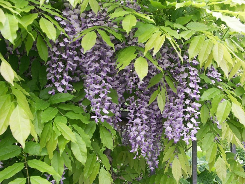 4 pcs Blue Chinese Wisteria, Wisteria sinensis, Vine Seeds Vine Seeds
