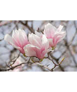 Saucer Magnolia Soulangeana 2.5&quot; pot shrub/tree - $7.95