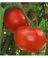 Jet Star Tomato Seed - $1.98