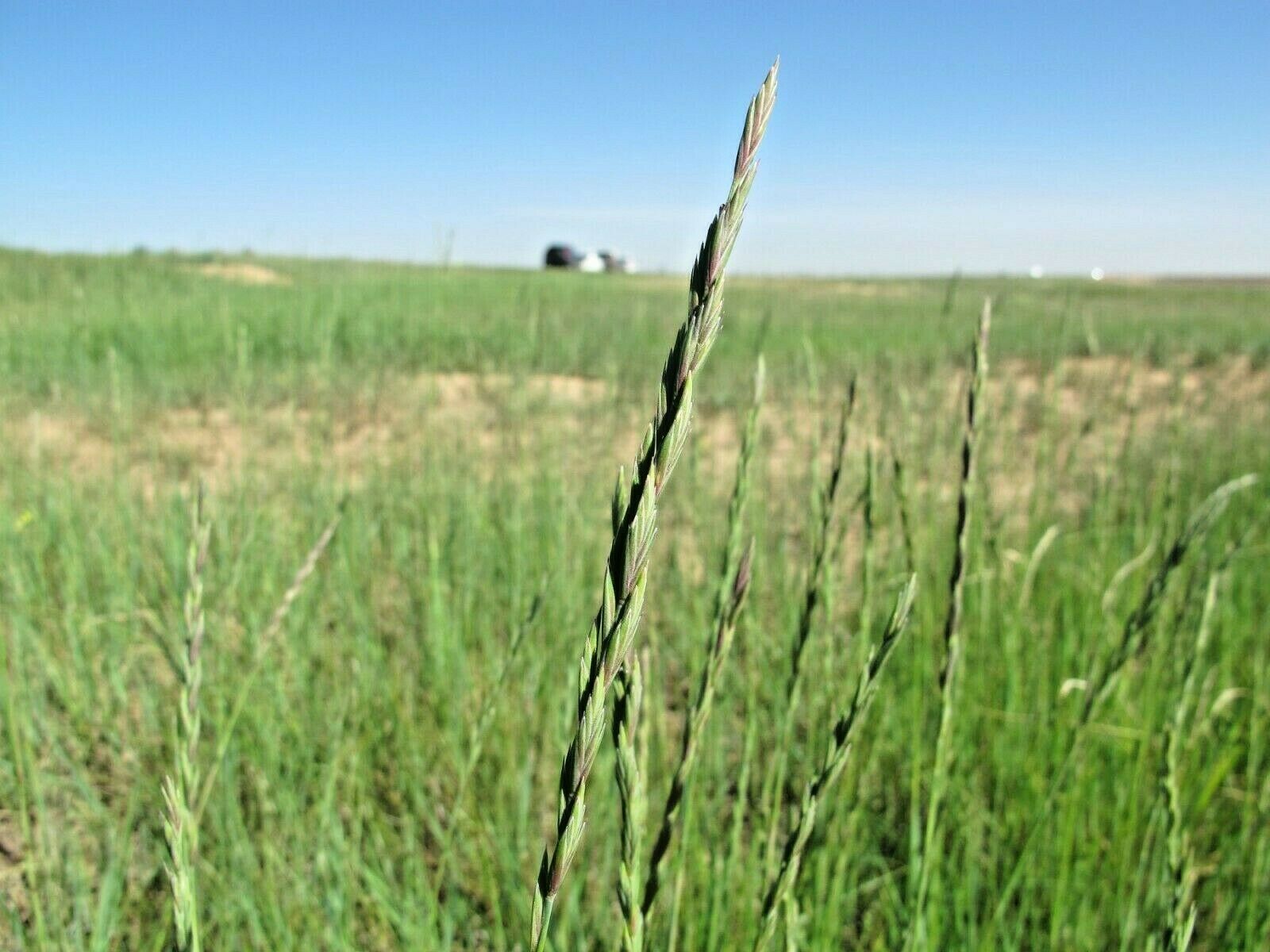 500+WESTERN WHEATGRASS Seeds American Native Prairie Grass Clumping