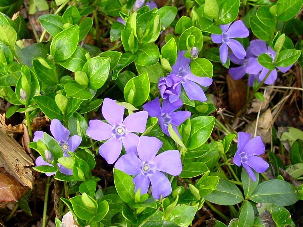 500 Vinca Minor Periwinkle Creeping Myrtle Evergreen Blooming