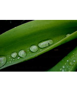 After the Rain, 10x15 Photograph - $179.00