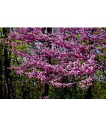 Cherry Blossoms #1 10x15 Photograph  - $179.00