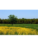 Landscape at Gettysburg,Va. 12x18 Photograph - $199.00