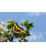 Tiger Swallowtail In Flight, 12x18 Photograph - $199.00