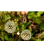Dandylions #1,  12x18 Photograph - $199.00