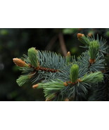 Evergreen #1, 10x15 Photograph - $179.00