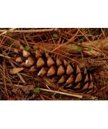 Pinecone #1,  12x18 Photograph - $199.00