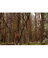 Deer In The Woods at Shenandoah National Park, Va,  12x18 Photograph - $199.00