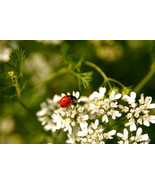 Ladybug, at Shenandoah National Park, Va, 10x15 Photograph - $179.00