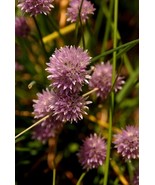 Chive Flowers At Jamestown Fort, Va., 12x18 Photograph - $199.00
