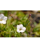 Bee In Flight,  12x18 Photograph - $199.00