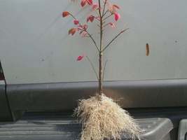 Dwarf Burning Bush 10 bare root plants-Euonymus alatus hardy shrub image 4
