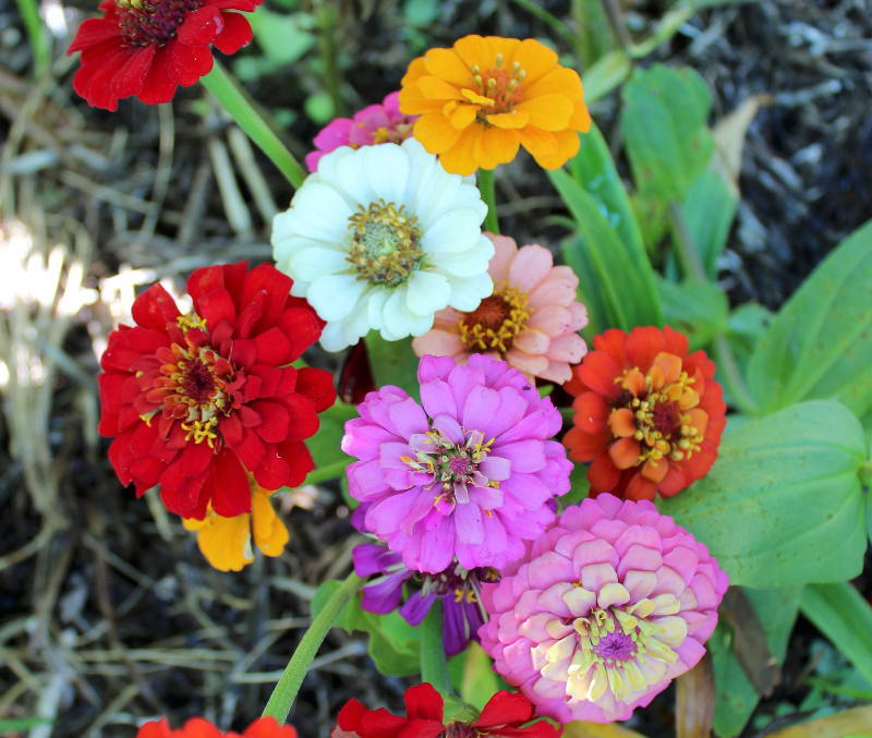 100 Seeds - Zinnia - Mix Thumbelina Flower - Seeds & Bulbs