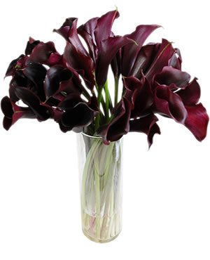 Black Magic Calla Lily Flower Seeds Roses