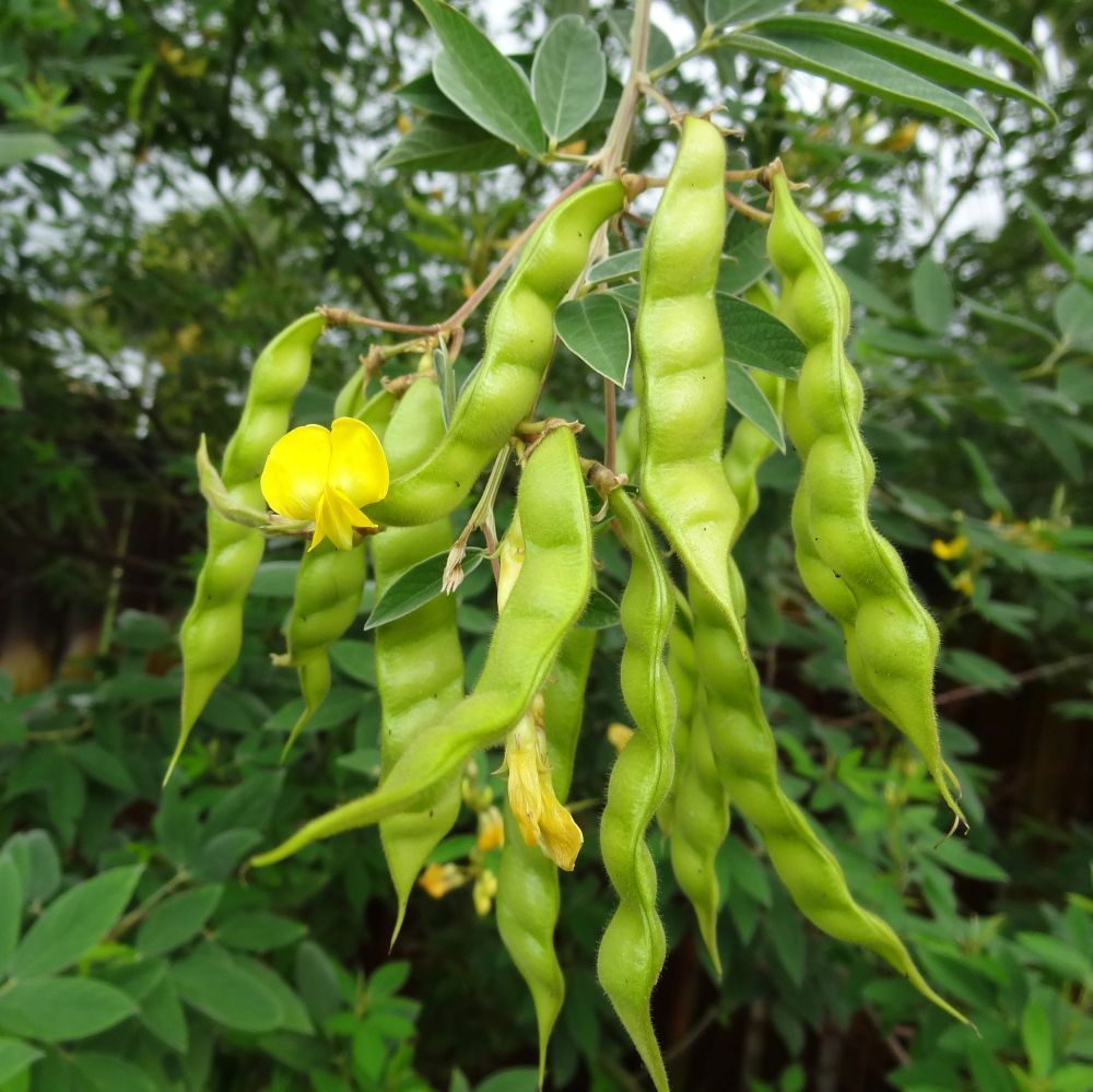 Pigeon Pea (Grandules), Puerto Rico Beans, Congo Pea Garden Vegetable 70 Seeds Vegetable Seeds