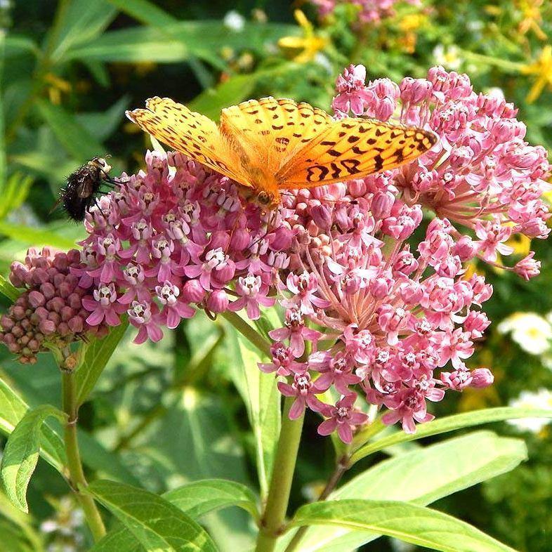 Pink Swamp Milkweed Seeds or Rose Butterfly Weed binFR1 - Annual ...