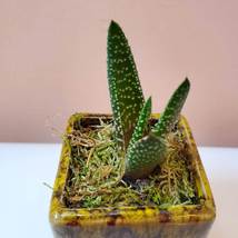 Live Succulent in Planter, Yellow Black Ceramic Pot with Gasteria Carinata image 4