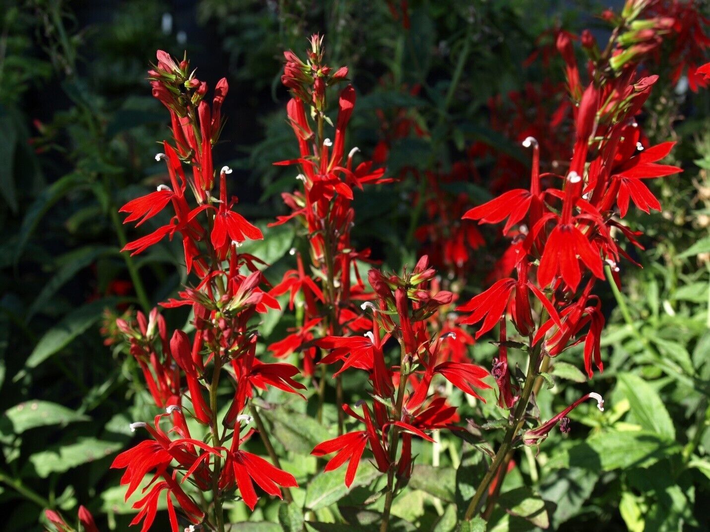Live Plant Starter Plant Plug Lobelia cardinalis Cardinal Flower Native ...