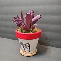 Purple Heart Plant in Hand-painted Planter, 4" Houseplant, Christmas Plant Pot image 5