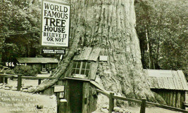 RPPC  World Famous TREE HOUSE Kodak Real Photo Postcard A2 - $14.21