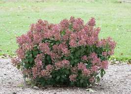 Little QUICK FIRE®  Hydrangea petite shrub qt pot image 5