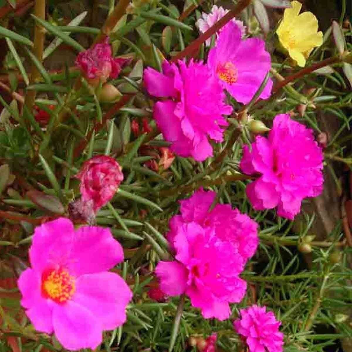 Moss Rose 250 Seeds Purslane Portulaca Grandiflora Groundcover Drought ...