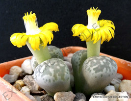 LITHOPS HERMETICA @ rare mesembs exotic succulent living stones cactus 30 SEEDS - $8.99
