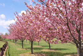 Okame Flowering Cherry tree image 2
