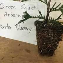 25 Green Giant 6-12”ArborvitaeThuja plicata  image 5