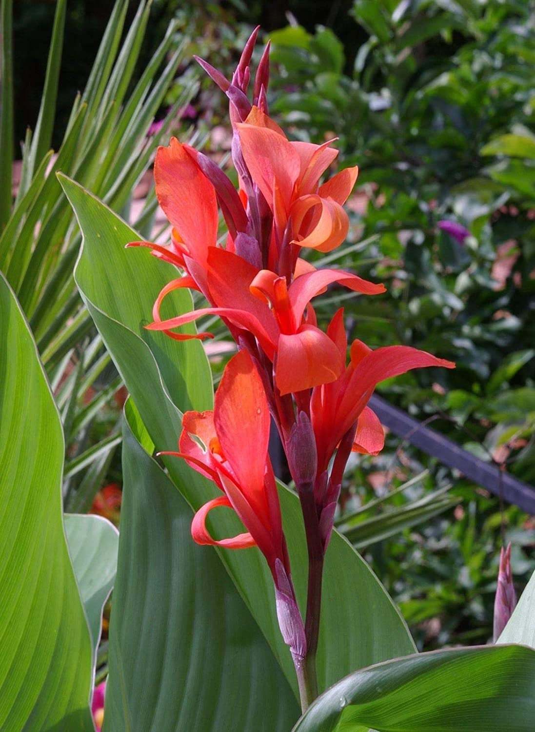 20-pcs-canna-indica-seeds-indian-shot-african-arrowroot-edible-canna