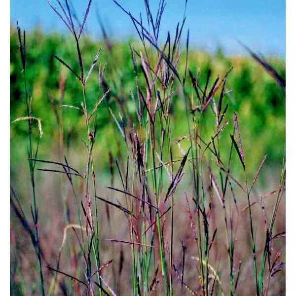 500+BIG BLUESTEM Seeds American Native Prairie Grass Clumping